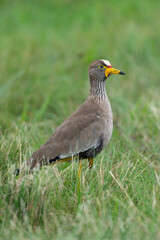 Vanneau à tête blanche,.Vanellus albiceps, White crowned Lapwing, Afrique du Sud
