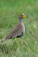 Vanneau à tête blanche,.Vanellus albiceps, White crowned Lapwing, Afrique du Sud