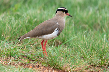 Vanneau couronn&eacute;,.Vanellus coronatus, Crowned Lapwing, Afrique du Sud