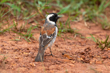 Moineau mélanure,.Passer melanurus, Cape Sparrow