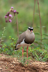 Vanneau couronné,.Vanellus coronatus, Crowned Lapwing, Afrique du Sud