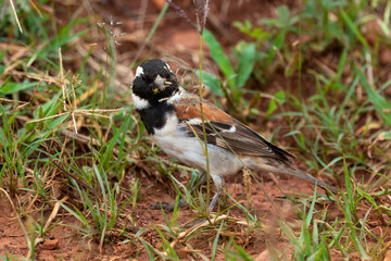 Moineau mélanure,.Passer melanurus, Cape Sparrow