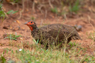 Francolin de Swainson,.Pternistis swainsonii , Swainson's Spurfowl