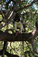 Aigle martial, Polemaetus bellicosus, Martial Eagle, Varan du Nil, Varanus niloticus