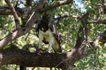 Aigle martial, Polemaetus bellicosus, Martial Eagle, Varan du Nil, Varanus niloticus