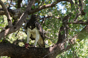 Aigle martial, Polemaetus bellicosus, Martial Eagle, Varan du Nil, Varanus niloticus