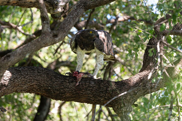 Aigle martial, Polemaetus bellicosus, Martial Eagle, Varan du Nil, Varanus niloticus