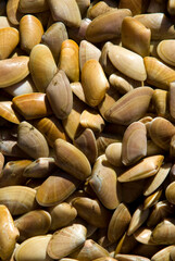 Telliine; tellina bivalves
