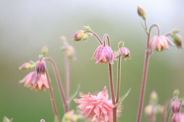 Fototapeta premium Akelei III