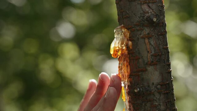 Unrecognizable gardener touches fossilized resin on trunk of plum tree on sunny day, close-up. Fruit tree suffers from gommosis, golden gum is released from cracks of diseased bark of trunk.