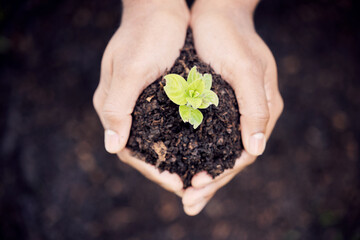 Growth, hands and plant in soil for earth, environment or closeup on gardening care or working in agriculture, farming or nature. Farmer, hand and worker growing green, leaf and life in spring
