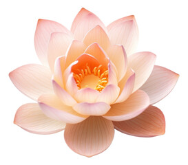 Beautiful pink waterlily or lotus flower isolated. Generative AI.