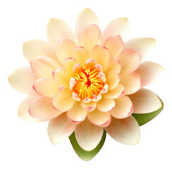Beautiful yellow waterlily or lotus flower isolated. Generative AI.
