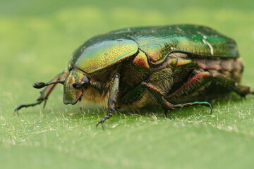 Closeup on a colorful green metallic  rose chafer beetle, Cetonia aurata on a green leaf - obrazy, fototapety, plakaty