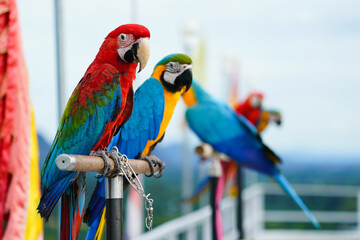 two parrots green wing ,blue and gold macaw on a branch