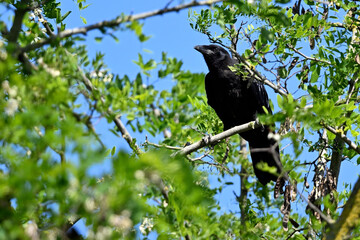Carrion crow // Aaskrähe, Rabenkrähe (Corvus corone)