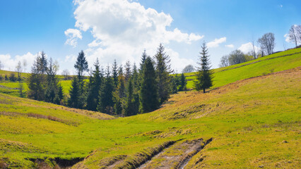 beautiful spring background of grassy hills and mountains. trees on the slopes. ridge with snow capped tops in the distance