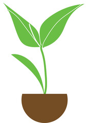 Fototapeta na wymiar Plant with two leaves, Green, pot, 