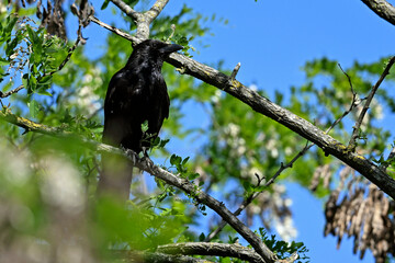Aaskrähe, Rabenkrähe // Carrion crow (Corvus corone)