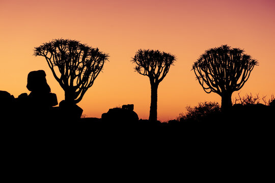 Beautiful twilight scenery before sunrise with silhouette of quiver tree forest on horizon in Keetmanshoop, Namibia