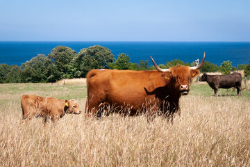 Seaside Cows