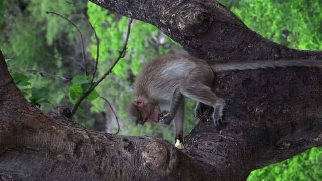 Monkey eating a stolen ice Cream sitting in a tree