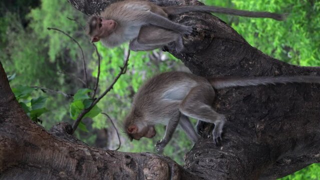 Monkey eating food while his friend is sitting near him