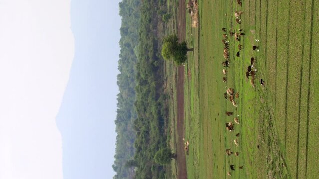 cattle heard grazing in a green valley with mountains in the background
