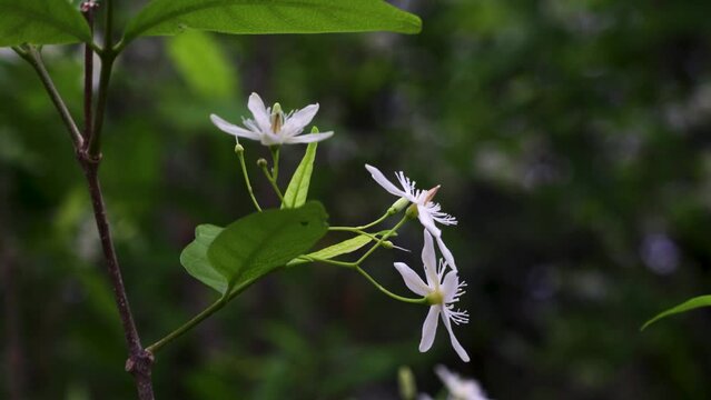 White Flower - wrightia tinctoria