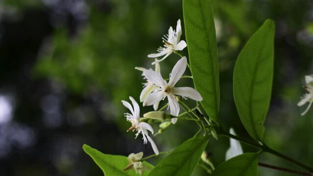 White Flower - wrightia tinctoria