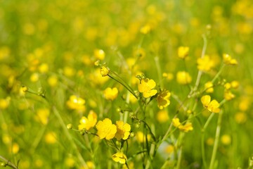 Obraz premium Buttercup is caustic