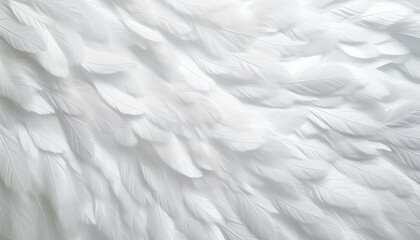 Fototapeta premium white and gray background natural white wing 