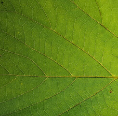 Naklejka na ściany i meble close up green leaf texture