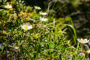 Arctic-alpine - Dryas octopetala L. (Eightpetal Mountain-Avens, White Dryas). A flowering plant in the natural environment. - 609686267