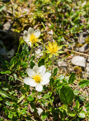 Subshrub - Dryas octopetala L. (Mountain Avens, White Dryad). A flowering plant in the natural environment. - 609686271
