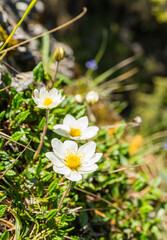 Perennial plant - Dryas octopetala L. (Eightpetal Mountain-Avens). A flowering plant in the natural environment. - 609686274