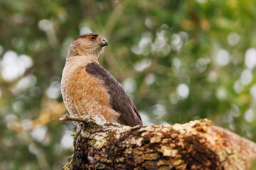 A Cooper's hawk (Accipiter cooperii) in a tree in Pinecraft Park, Sarasota, Florida