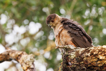 A Cooper's hawk (Accipiter cooperii) in a tree in Pinecraft Park, Sarasota, Florida