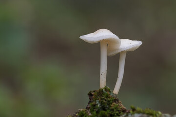mushroom in the woods