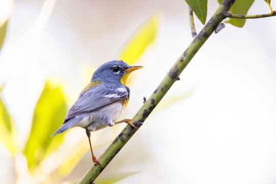 A beautiful bird called the northern parula (Setophaga americana) on a branch in Sarasota, Florida