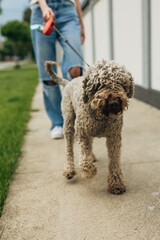 Dog walking in front of his owner on the sidewalk.