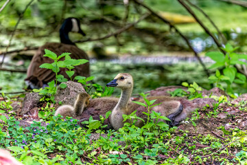 Canada Geese (Branta canadensis) Goslings of canadian geese in the meadow