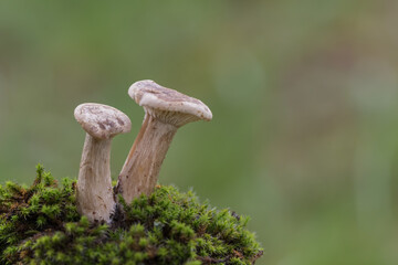 mushroom on the moss