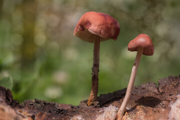 mushrooms in the forest
