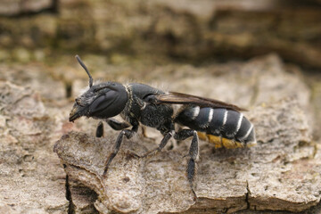 Closeup on the female of the black and white elongated looking Osmia cephalotes mason solitary bee