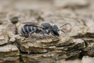Closeup on the small black and white colored masonn bee, Osmia submicans on wood