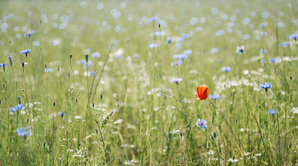 Impressionen einer sommerlichen Wiese, Sommerwiese, Blumenwiese mit vielen blauen Blumen, Kornblumen, Mohn, Klatschmohn, Centaurea cyanus. Selektive Schärfe liegt auf einzelnen Kornblumen