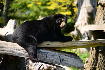 Andean Bear, U.K. Looking at camera and laying on a tree trunk.