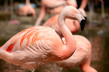 Chilean Flamingo, Flamboyant birds.