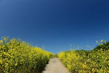 Country lane, Jersey, U.K. Yellow wildflowers line a track in Summer.